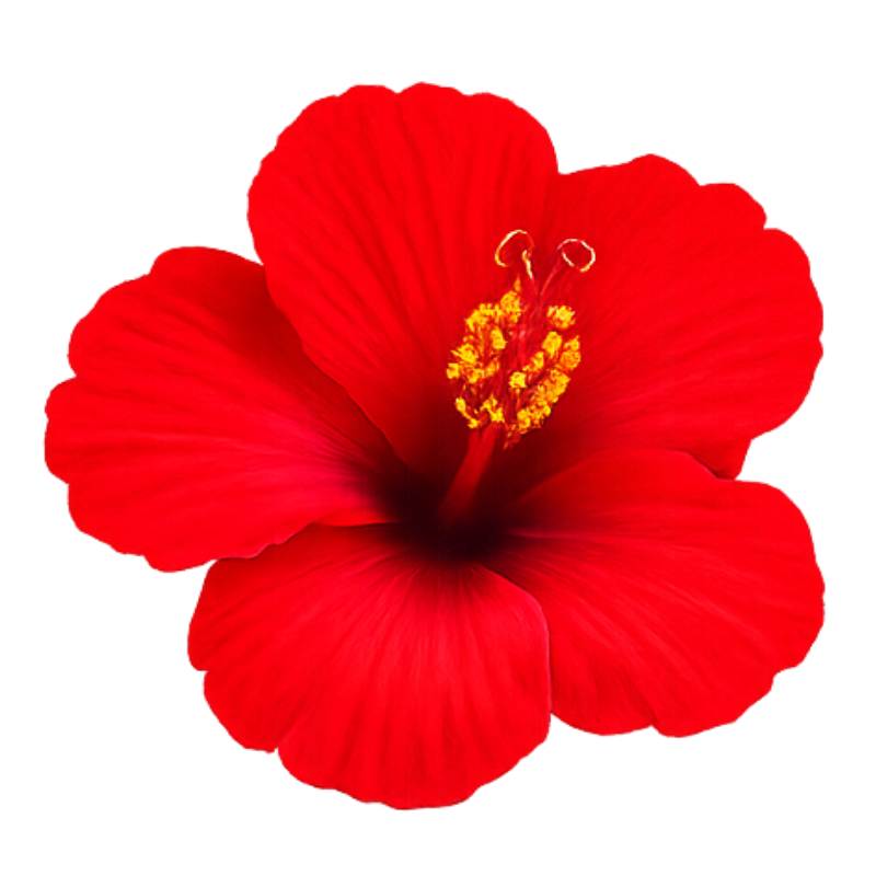 Red Hibiscus icon